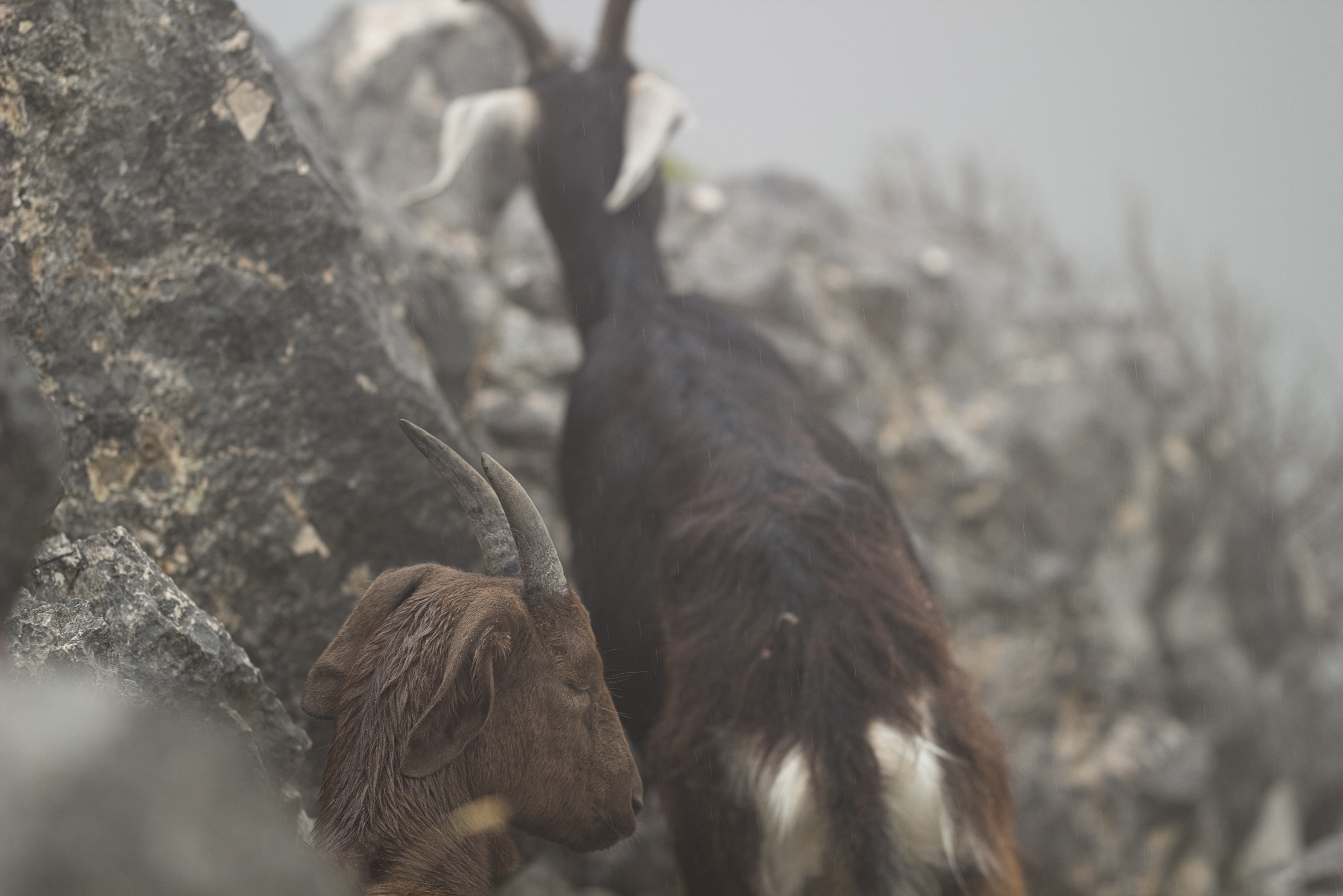 chevres dans la montagne